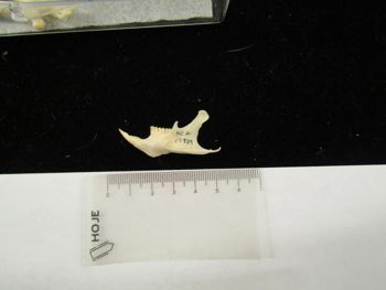Media type: image;   Mammalogy 17729 Description: Image of skeleton specimen - lateral mandible view. Detailed image of the mandible of the skeleton specimen.;
